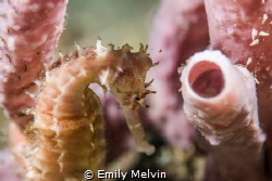Seahorse taken in Tulamben, Bali, Indonesia while muck di... by Emily Melvin 